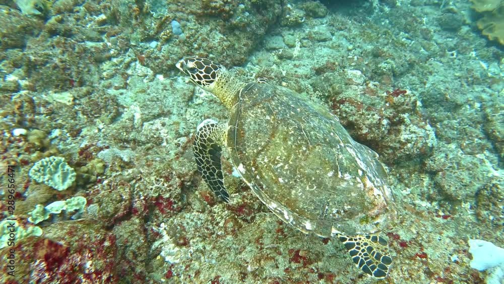 Old green sea turtle with damaged carapace swims above seabed close-up Old green sea turtle with damaged carapace swims above seabed close-up