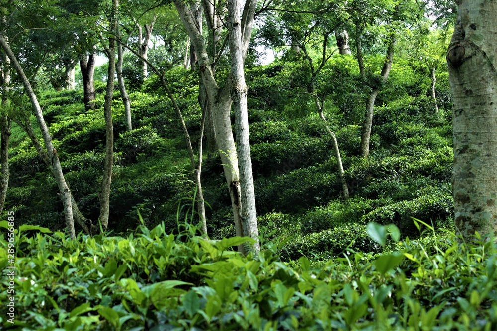 Fototapeta premium trees in the tea garden, Sylhet, Bangladesh