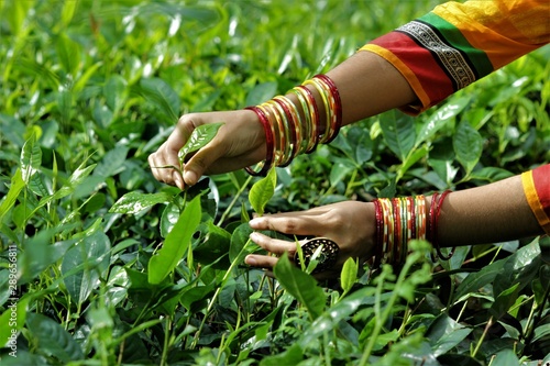 hands  wearing bangles plucking tea leaves 