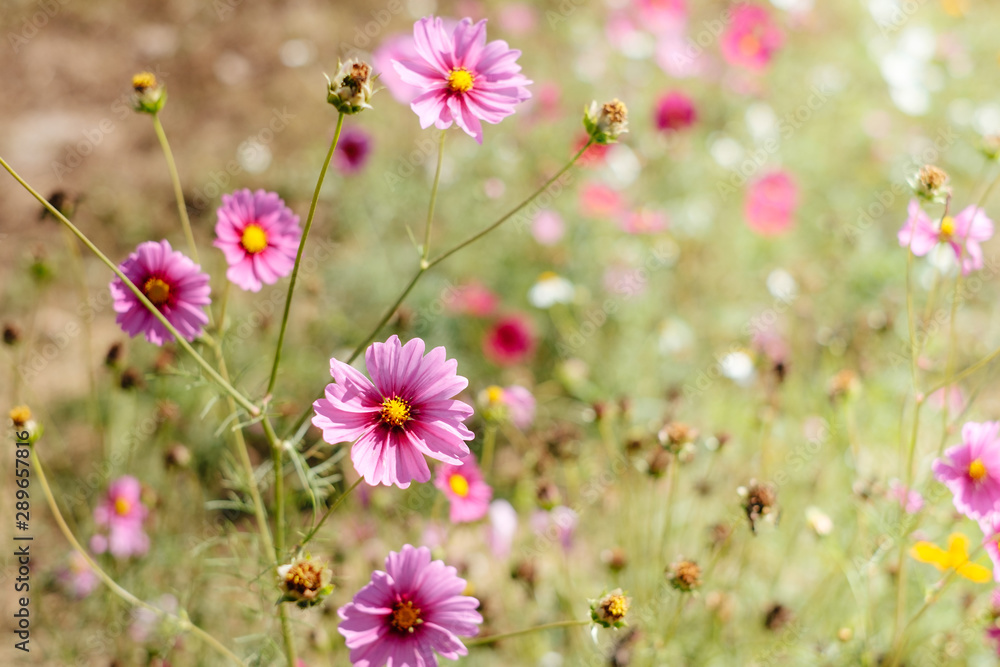 Pink cosmos flower full bloom in field. Selective focus.