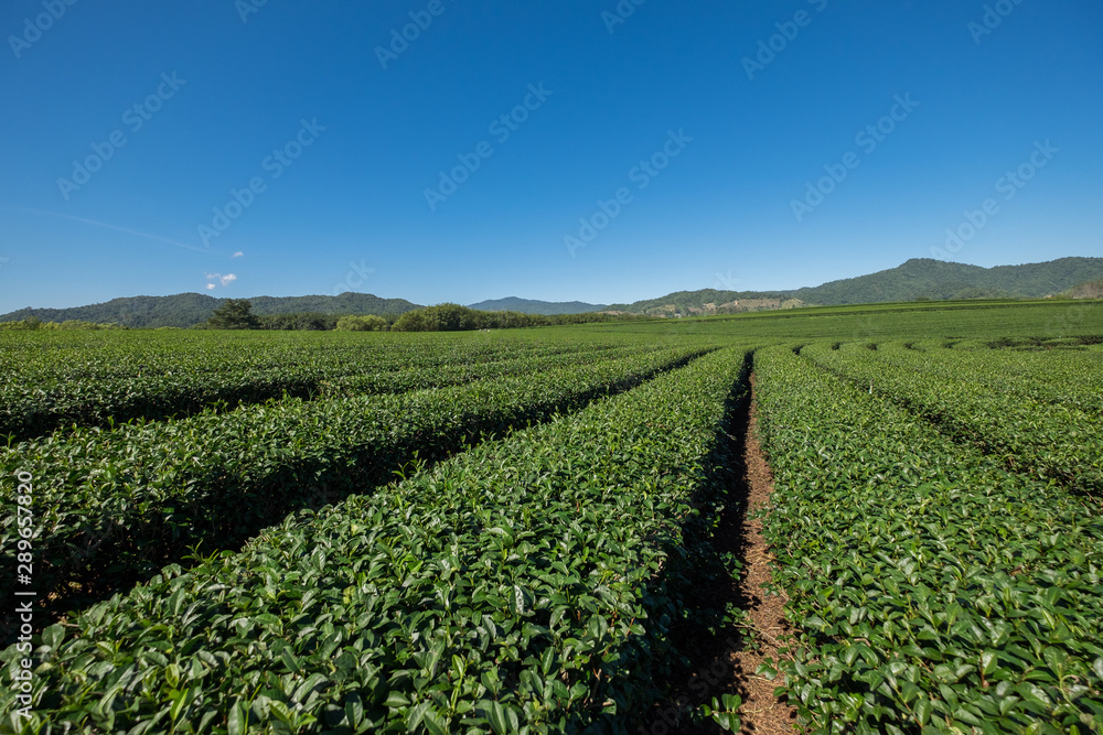 Organic tea plantation farm in highland northern Thaiand in blue sky.