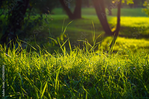 Зеленая трава газон контур на солнце