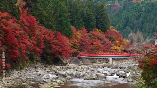 Crowd of tourists enjoy on waterfall and red bridge with red maple colorful fall foliage autumn leaf festival at Korankei valley, Aichi prefecture, Chubu Region in Japan.