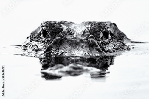 American Alligator Eyes photo