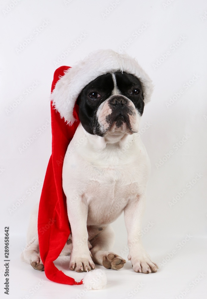 funny black and white french bulldog is sitting in the white studio and a santa claus hat on the head