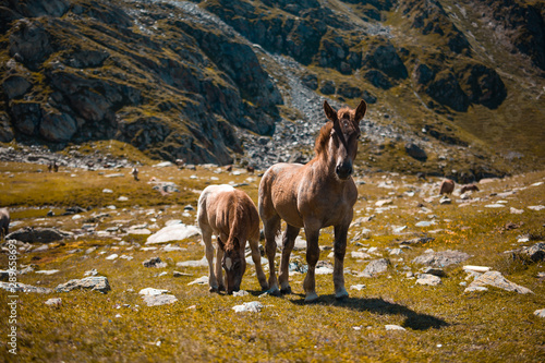 Horse and foal in the mountains