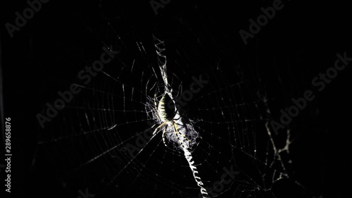 A large spider sits on a web at night. A spider hunts insects to drink their blood. Poisonous insect. Fear of spiders. Halloween. Horror movie. 