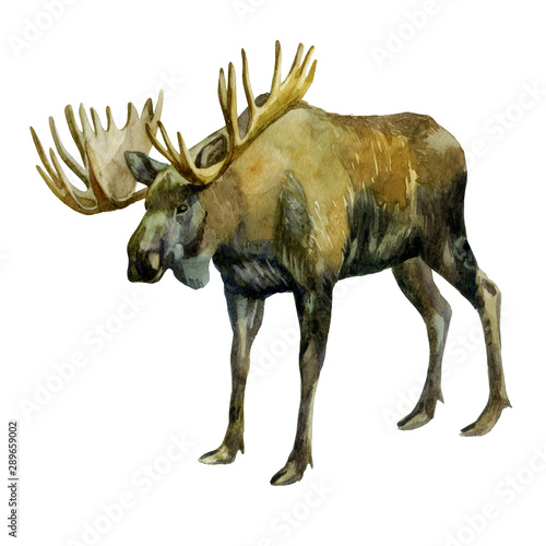 Watercolor illustration. Elk. Image of a moose on the side. photo