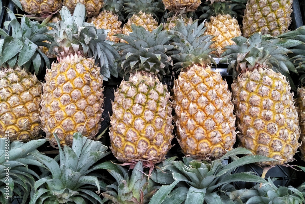 A pile of tropical pineapple fruit in a big tray and selling at the food market A pile of tropical pineapple fruit in a big tray and selling at the food market