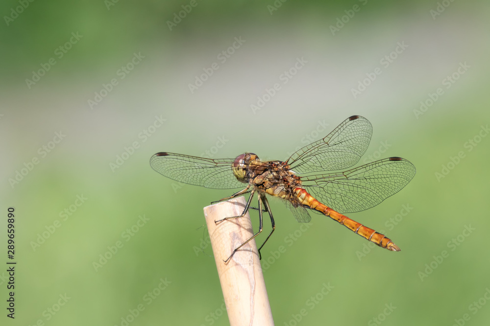 Vagrant darter dragonfly (Sympetrum vulgatum) sitting on a stick Vagrant darter dragonfly (Sympetrum vulgatum) sitting on a stick