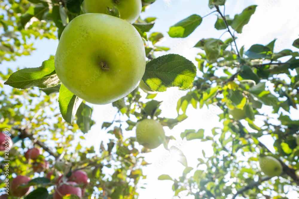 Organic fresh green apple tree in farm garden orchard. High fiber fruit.
