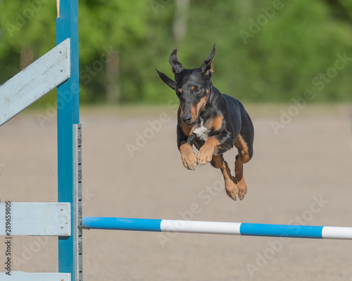 Canvas Print Manchester Terrier jumps over an agility hurdle