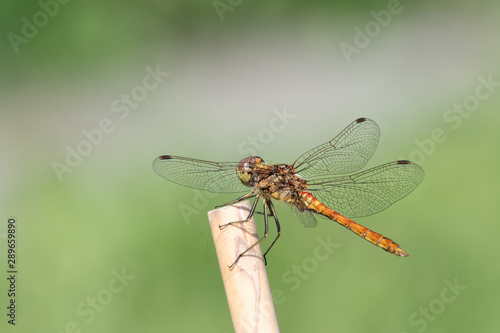 Vagrant darter dragonfly (Sympetrum vulgatum) sitting on a stick © Juha Saastamoinen