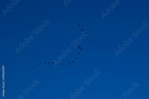  birds flying in blue sky