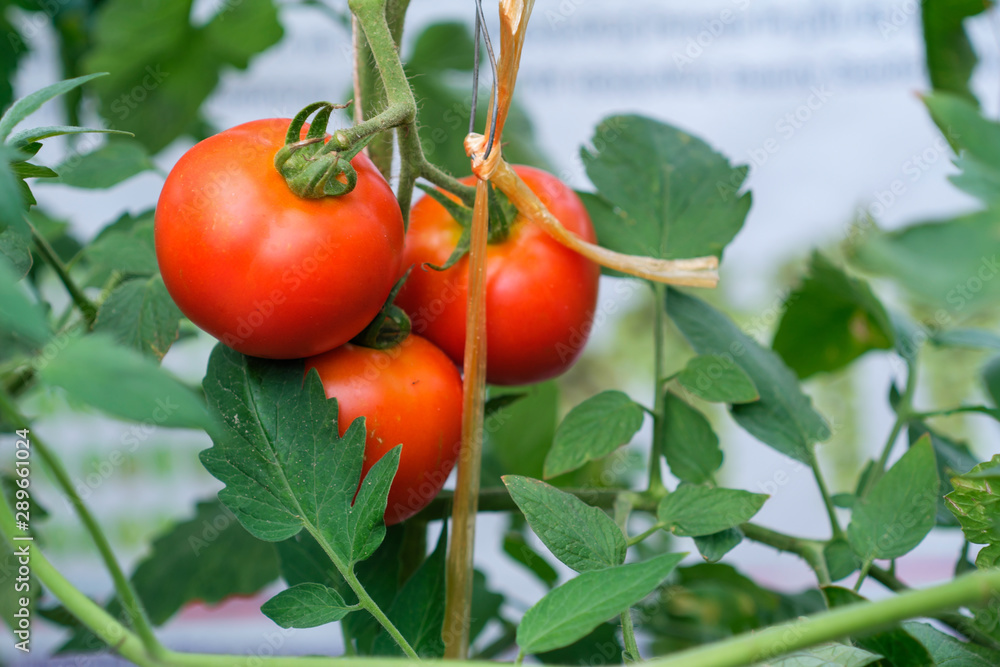 Fresh tomatoes from the garden