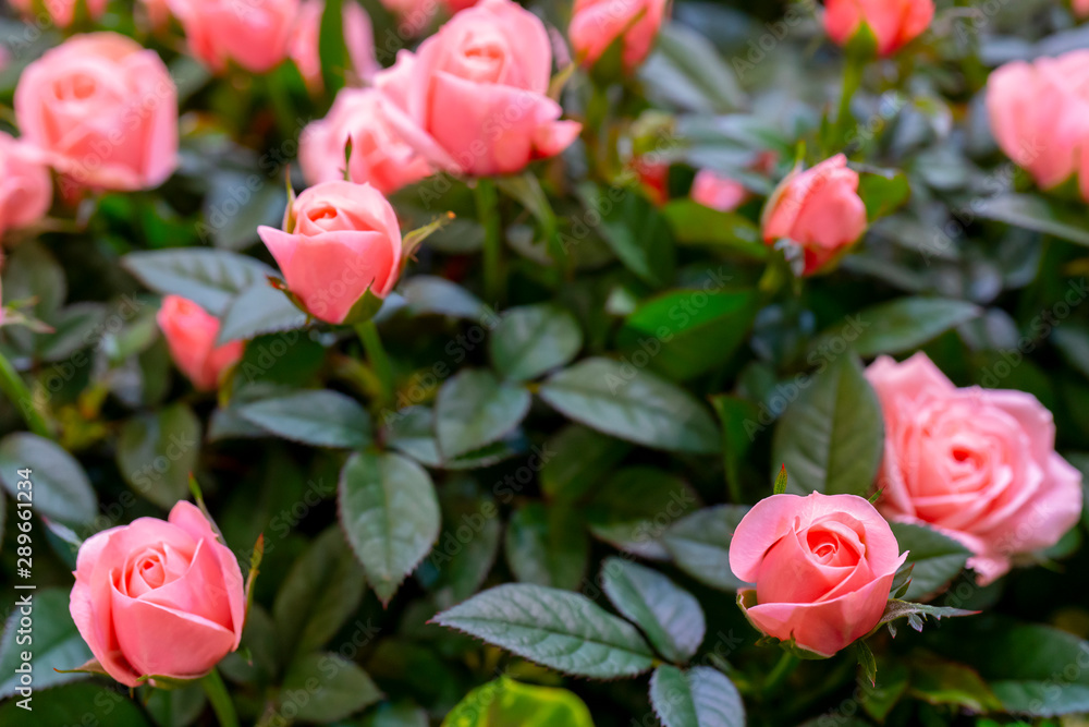 Obraz premium Beautiful pink roses background. Floral abstract background for wedding and engagement.