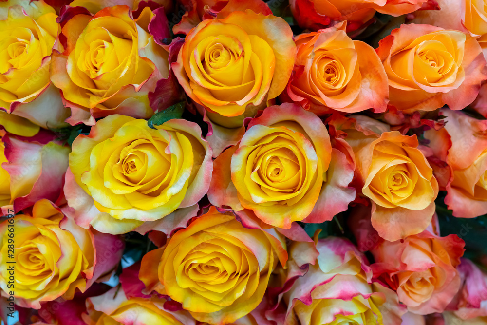 Beautiful yellow roses background. Floral abstract background for wedding and engagement. Beautiful yellow roses background. Floral abstract background for wedding and engagement.