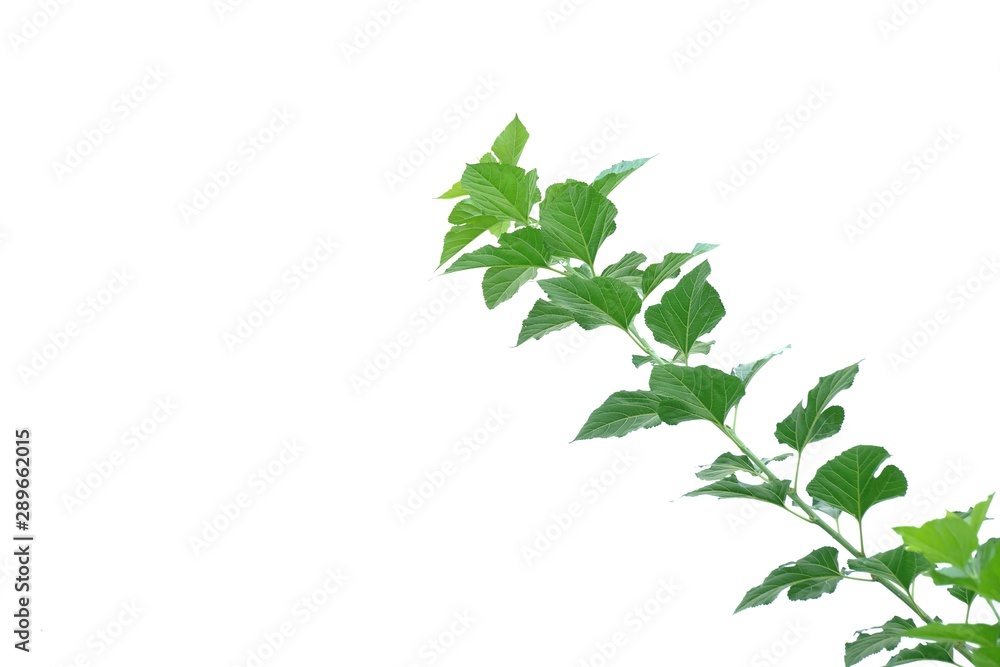 Tropical tree leaves with branches on white isolated background for green foliage backdrop and copy space 