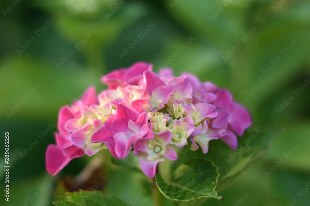 Rosa blühende Hortensie (Hydrangea)