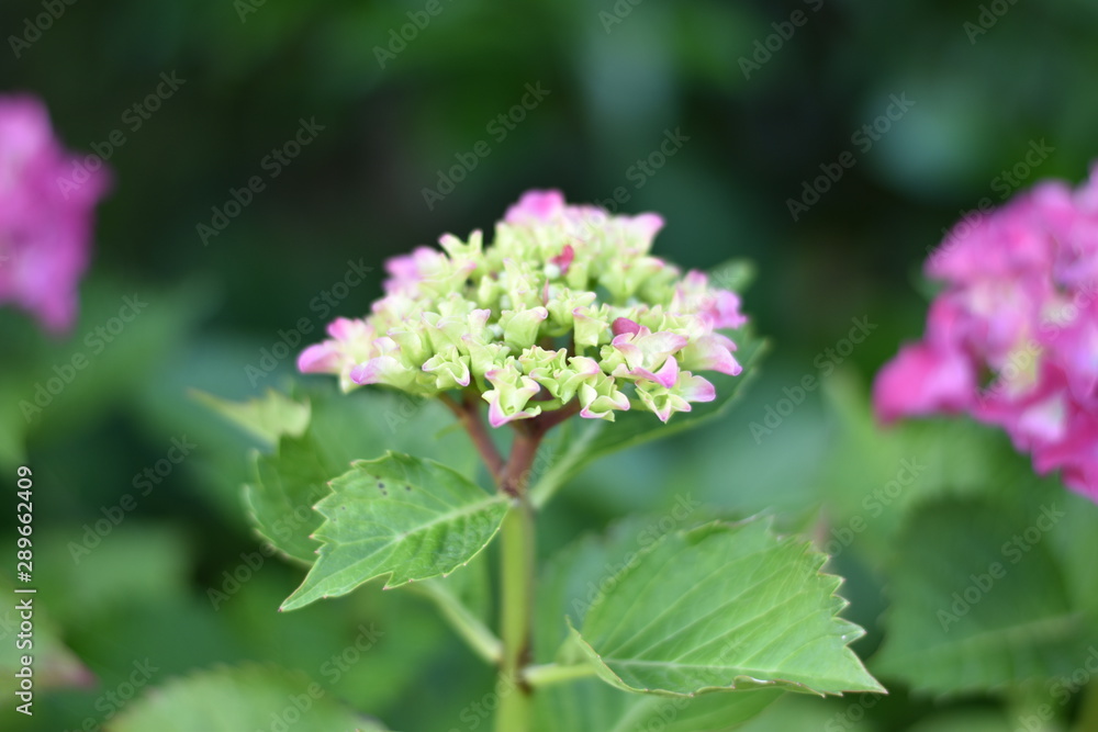 Rosa blühende Hortensie (Hydrangea) Rosa blühende Hortensie (Hydrangea)