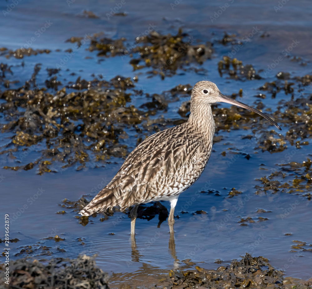Curlew bird in the UK Curlew bird in the UK