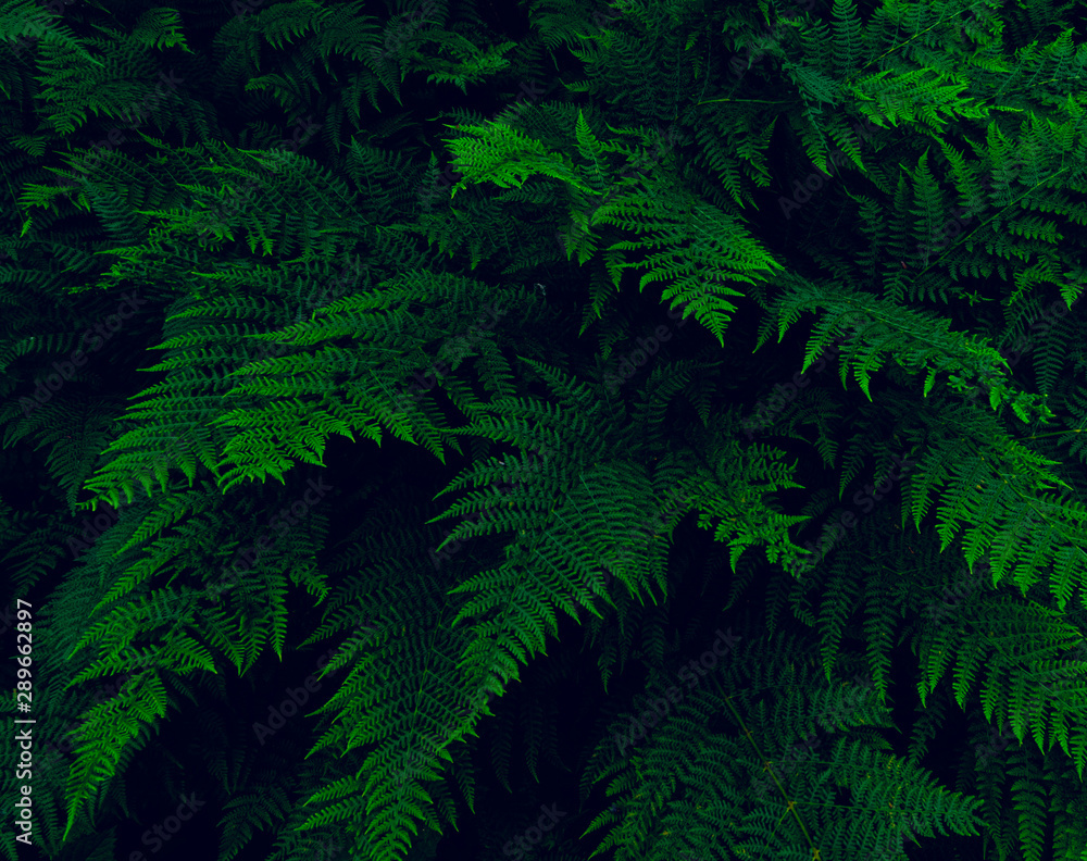 Fototapeta Zielona paproć wypełniająca cały ekran - naturalne tła