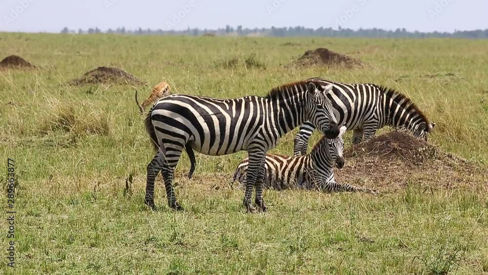Group of zebras in the savannah. Kenya. Tanzania. National Park. Serengeti. Maasai Mara. Group of zebras in the savannah. Kenya. Tanzania. National Park. Serengeti. Maasai Mara.