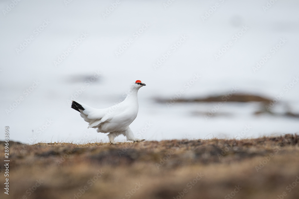 Rock ptarmigan female in white feathers Rock ptarmigan female in white feathers
