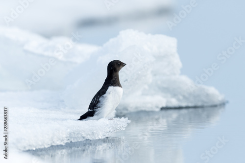 Obraz na płótnie Alone Little auk sitting on ice
