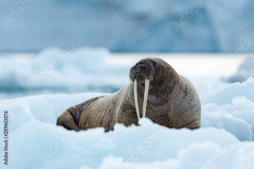 Walrus on a snow covered beach in svalbard	 photo