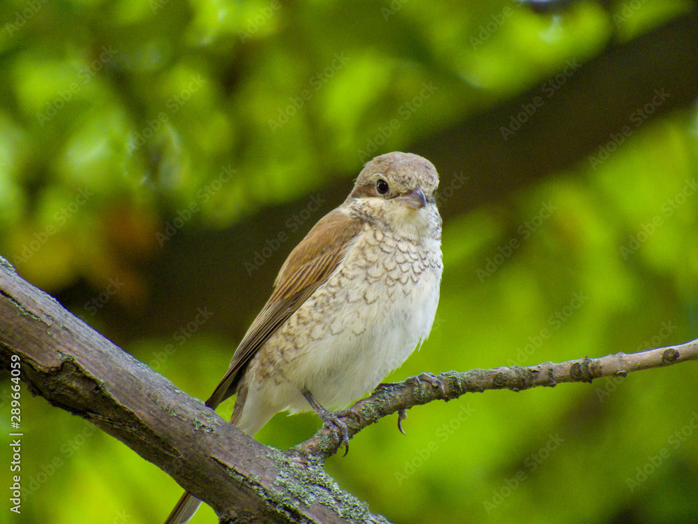 sparrow on branch