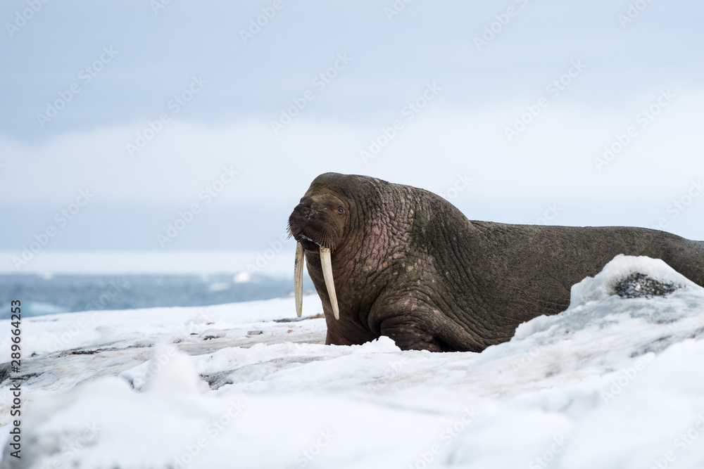 Walrus on a snow covered beach in svalbard Walrus on a snow covered beach in svalbard