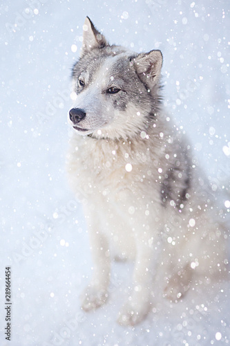 Husky dog grey and white colour with blue eyes in winter © volody10