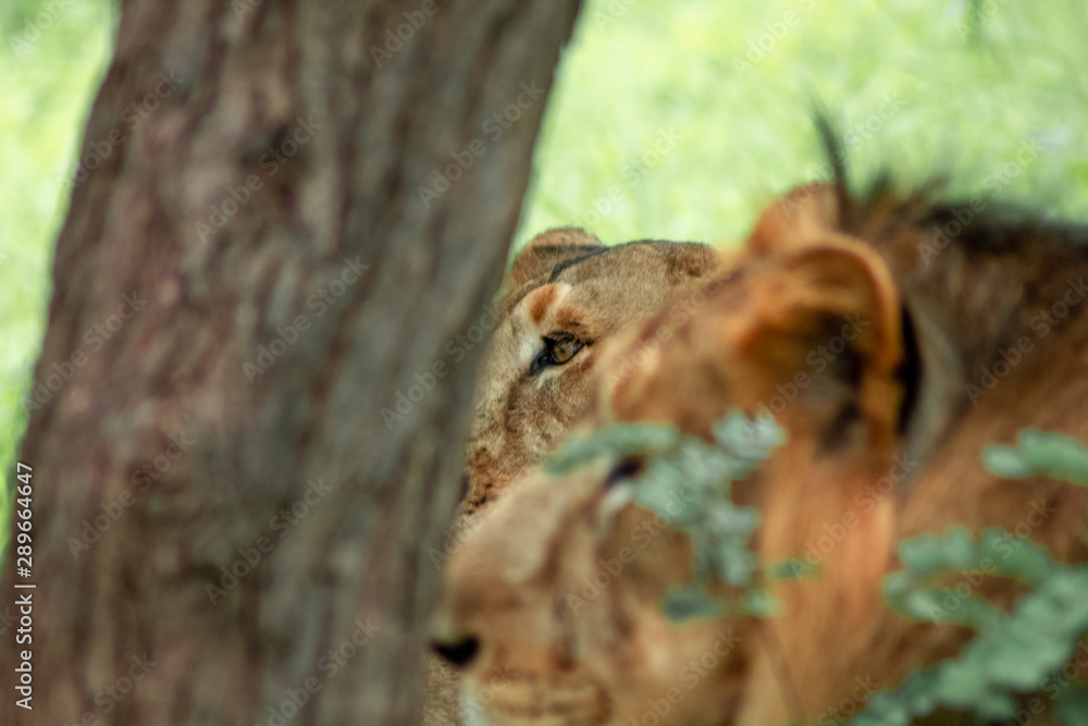 lioness eye behind the lion