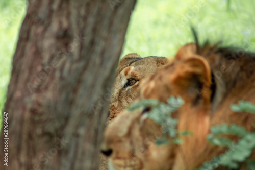 lioness eye behind the lion