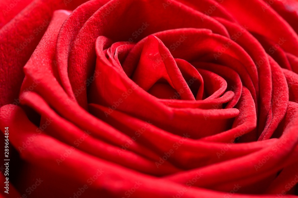 closeup on beautiful red rose closeup on beautiful red rose