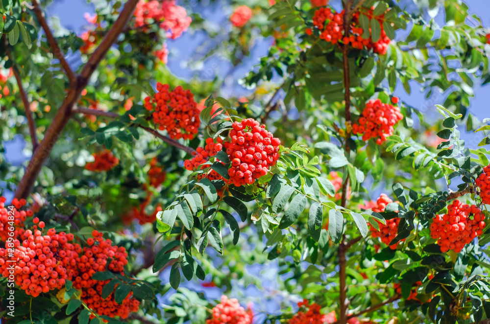 Red rowan berries autumn Red rowan berries autumn