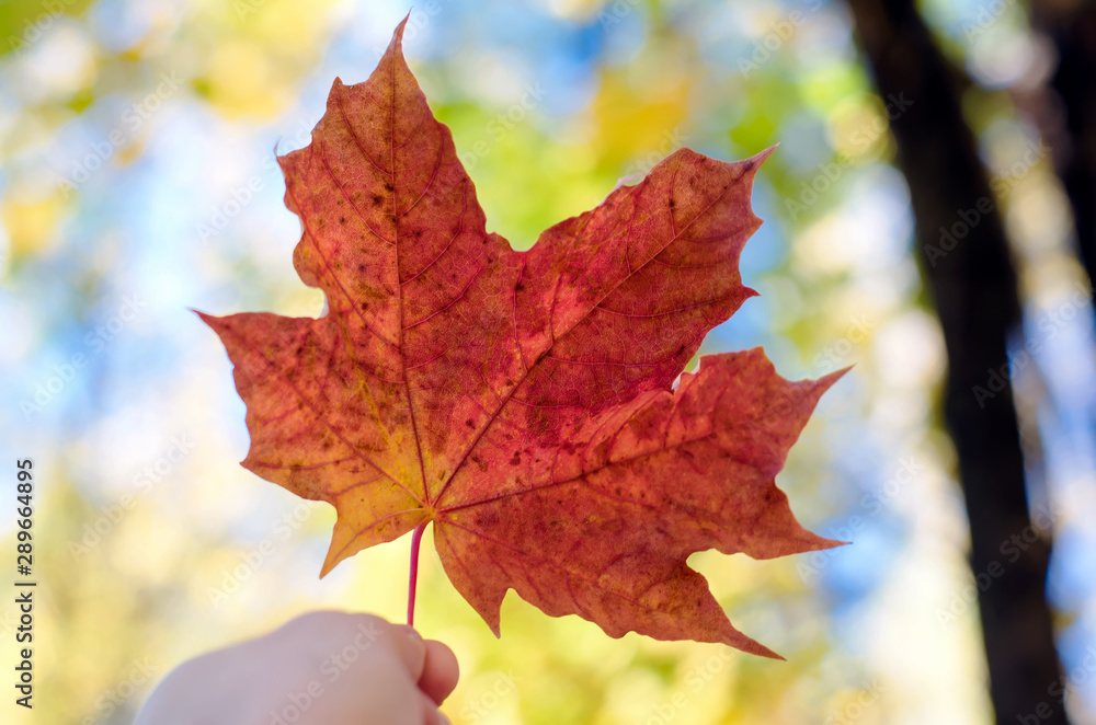 Fototapeta premium Autumn maple leaf in hand