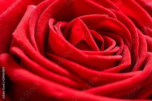 closeup on beautiful red rose
