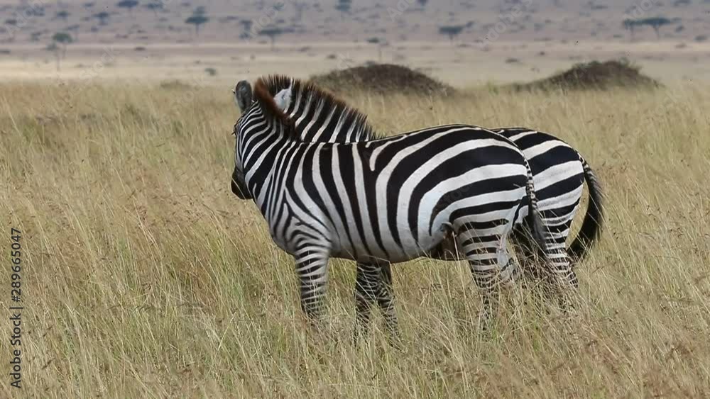 Two zebras in the savannah. Kenya. Tanzania. National Park. Serengeti. Maasai Mara. Two zebras in the savannah. Kenya. Tanzania. National Park. Serengeti. Maasai Mara.