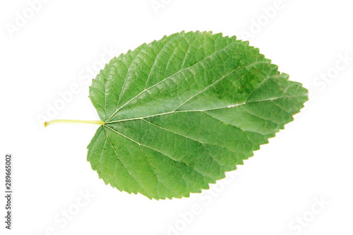 natural green leaves of the tree with a vein pattern