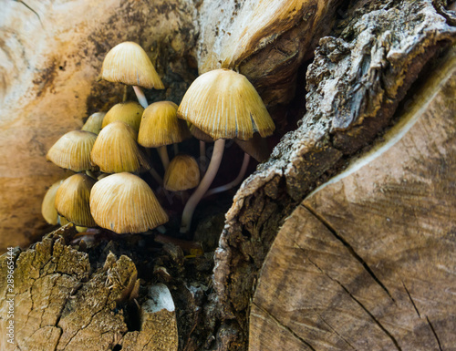 macro closeup of clustered woodlover mushrooms, Autumn season nature background photo