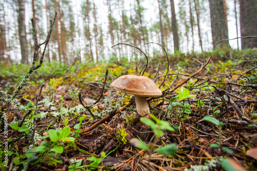 Boletus. A beautiful mushroom has ripened in the autumn forest.
