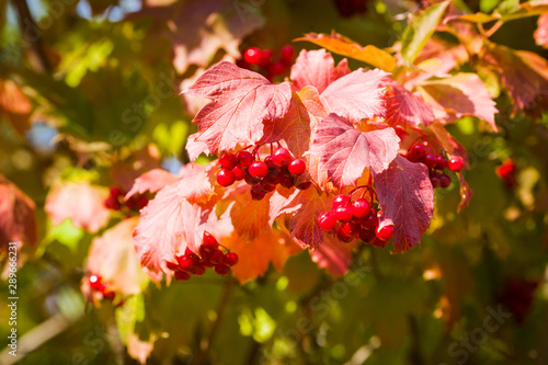 Berries of viburnum. Viburnum bush with berries. Red bright berries of viburnum © Simon