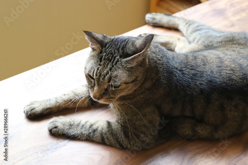 Photos キジトラ猫