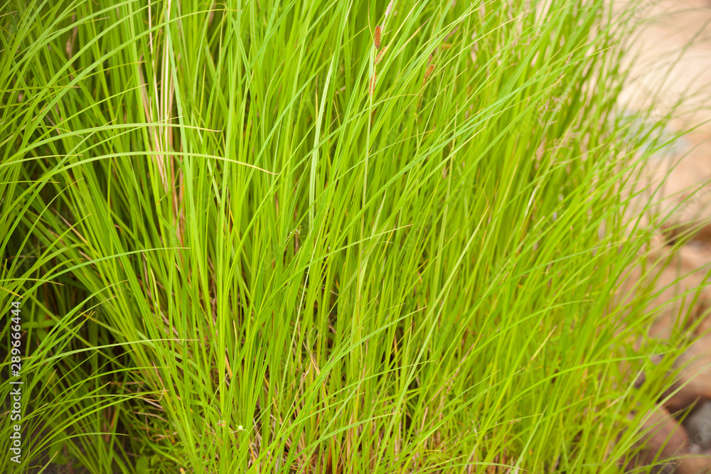 Bright green bush of grass. Beautiful sedge grass on the beach on a sunny day. Bright green bush of grass. Beautiful sedge grass on the beach on a sunny day.