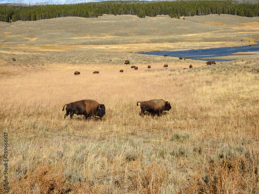 Herd of Bison Cross Grasslands in Yellowstone