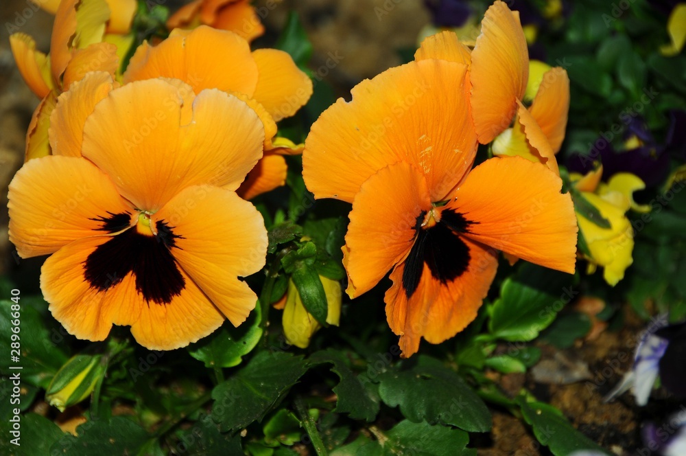 yellow panse flowers, closeup yellow panse flowers, closeup