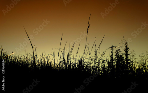 Sunset in the field