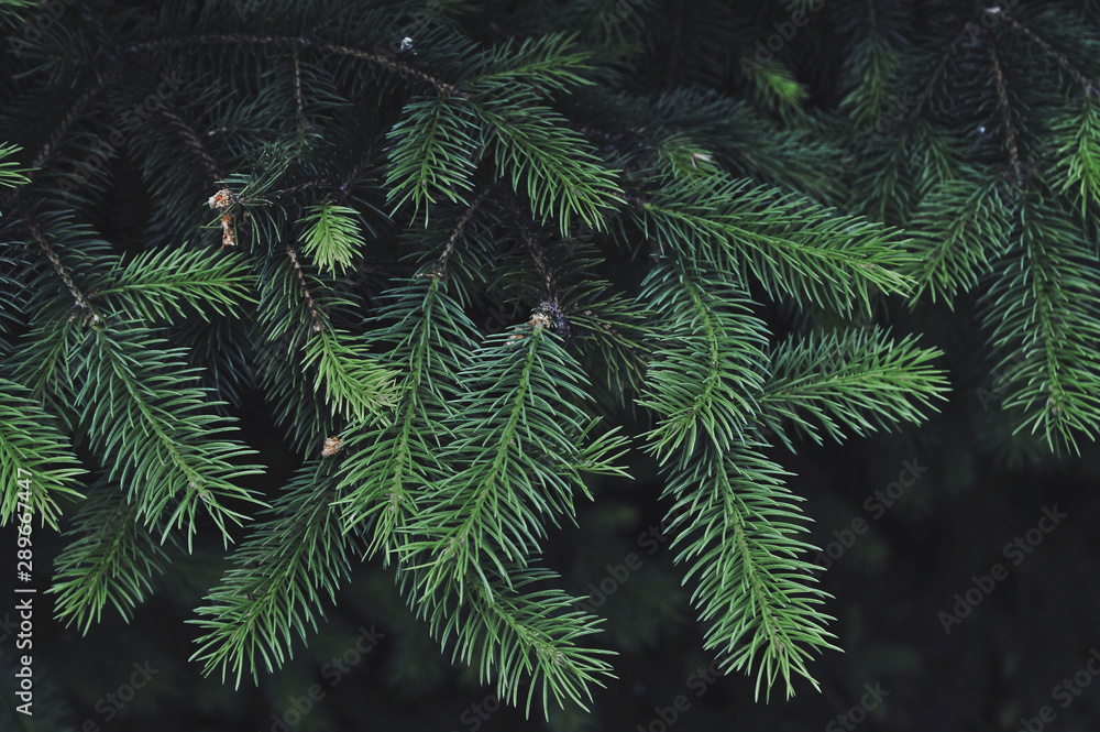 Texture of green pine tree. Texture of green pine tree.